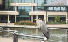 TNA_heron_7869.jpg